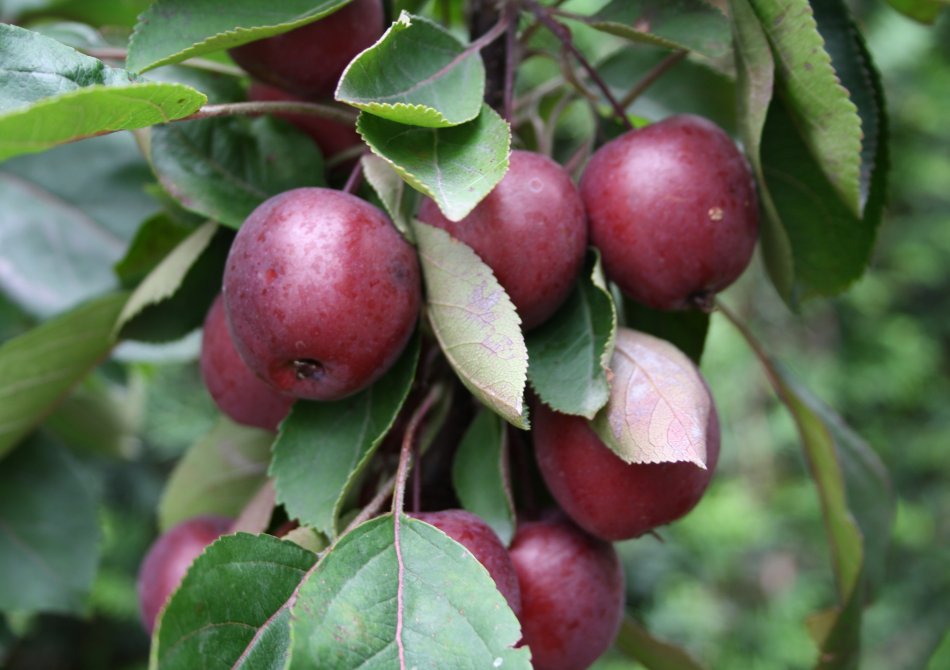 Appel 'Maypole'