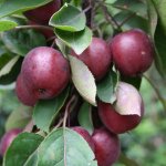 Appelboom 'Maypole'