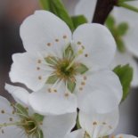 Bloesem van Familiepruimenboom