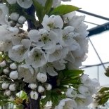 Bloesem van Familiekersenboom