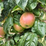 Een mini-appelboom kopen voor de kleine tuin of balkon