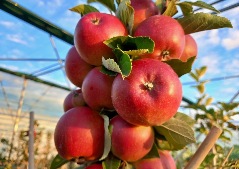 Help! mijn appelboom geeft geen appels