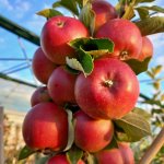 Help! mijn appelboom geeft geen appels