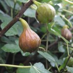 Fruitbomen die goed tegen droogte kunnen