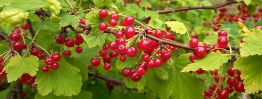 De lekkerste soorten zomerfruit die je in juli kunt plukken