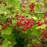 De lekkerste soorten zomerfruit die je in juli kunt plukken