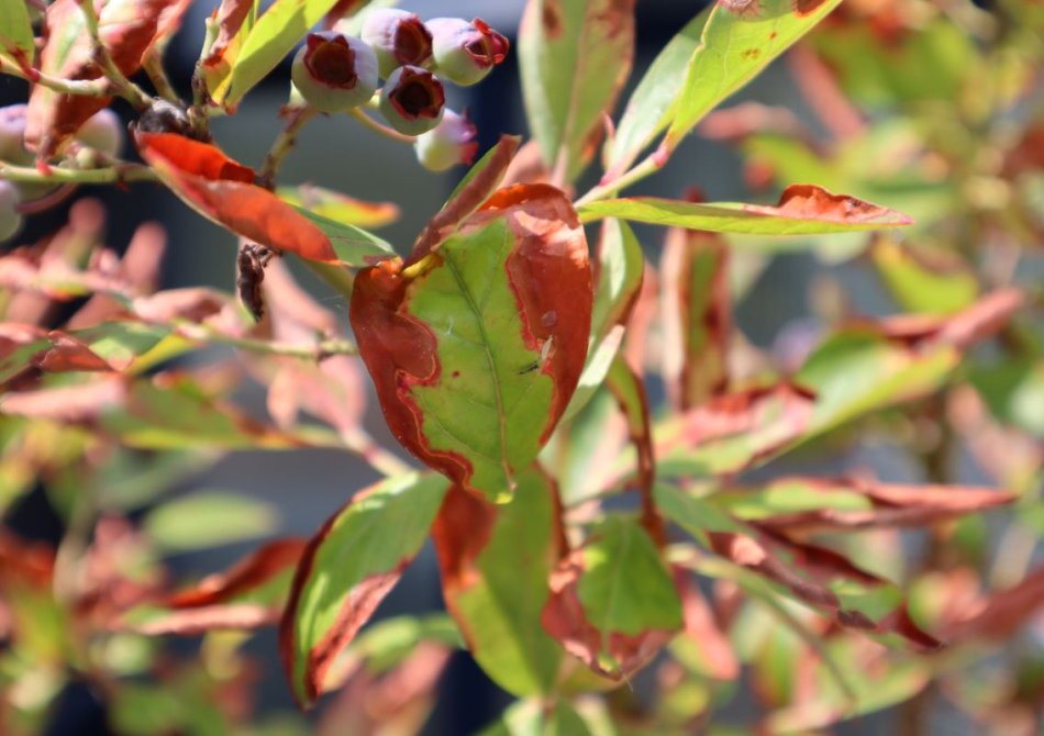 Bruine randen bij fruitbomen- en struiken door bladverbranding