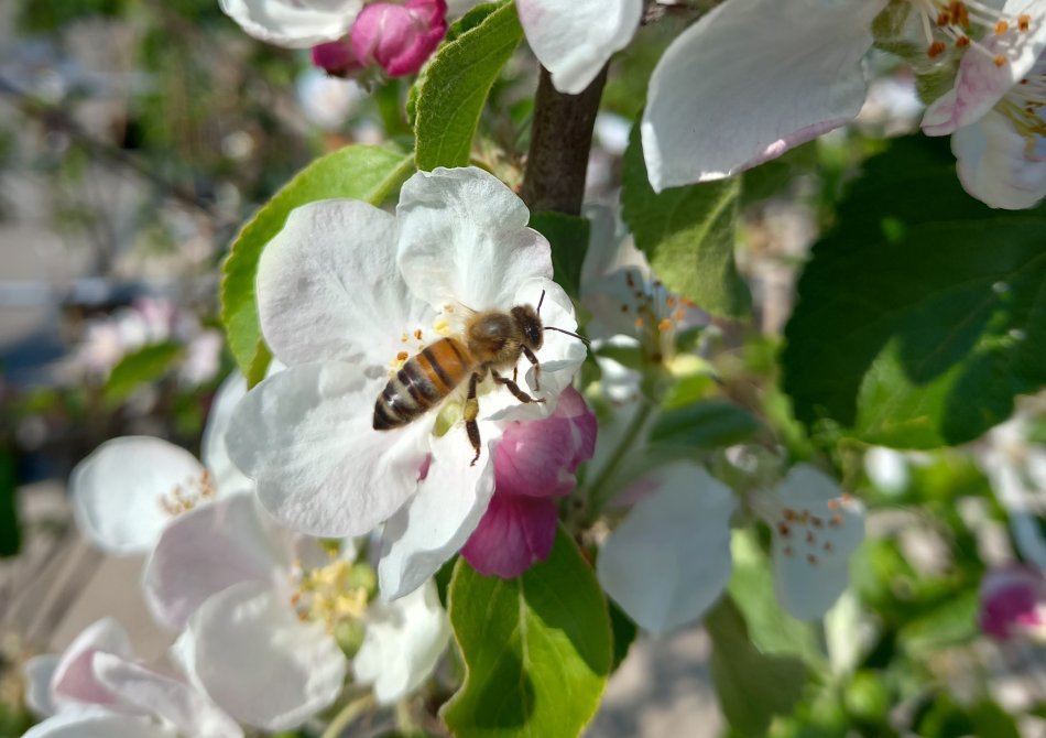 De 5 beste fruitbomen voor meer bijen in je tuin