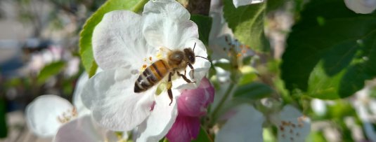 De 5 beste fruitbomen voor meer bijen in je tuin