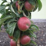 Appelboom 'Red Sensation'