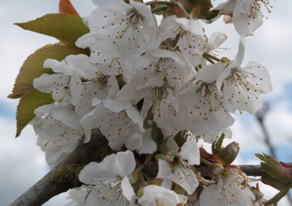 De 5 fruitbomen met de mooiste bloesem in april