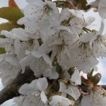 De 5 fruitbomen met de mooiste bloesem in april