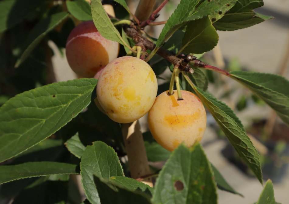 De 3 makkelijkste zelfbestuivende pruimenbomen voor in de tuin