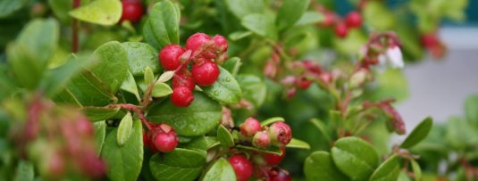 Wat is nu eigenlijk het allergezondste fruit?