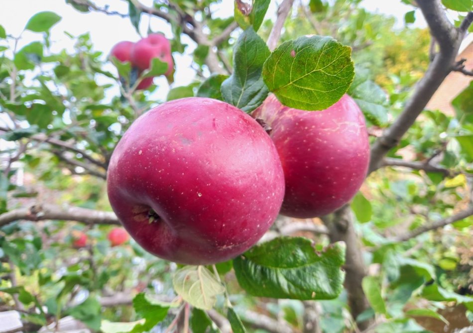 Appelboom en perenboom naast elkaar? Zo pak je dat aan.