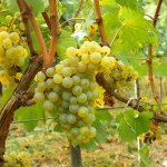 Druivelaar 'Chardonnay`