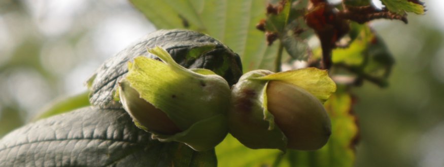 Foto van fruit van Hazelnut bushes