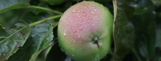 Welke appelboom moet ik kiezen? De 5 makkelijkste appelbomen voor de beginnende tuinliefhebber