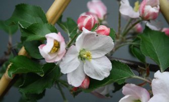 Nabloei zorgt voor bloeiende appelboom of perenboom in augustus of september