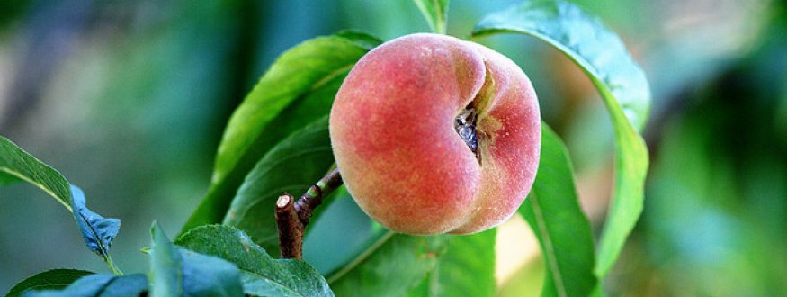 Wilde perziken en nectarines