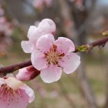 Bloesem van Nectarine 'Flavortop'