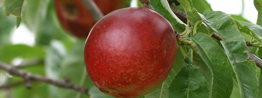 Nectarinebomen