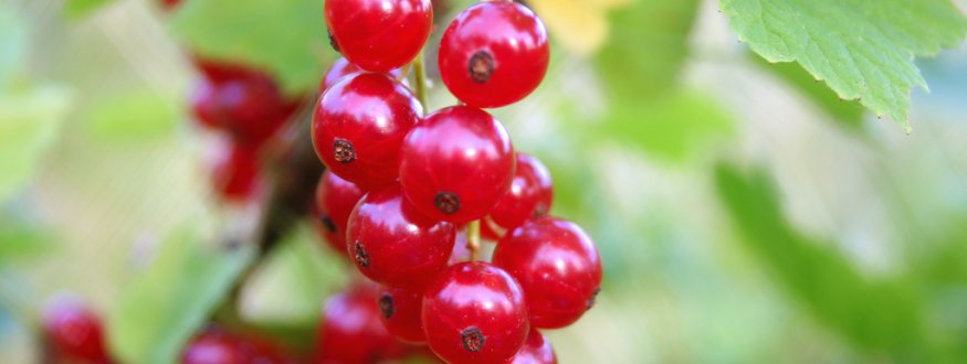 Fruit bushes