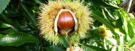 Nut trees and bushes