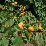 Abrikozenboom ‘Early Orange’