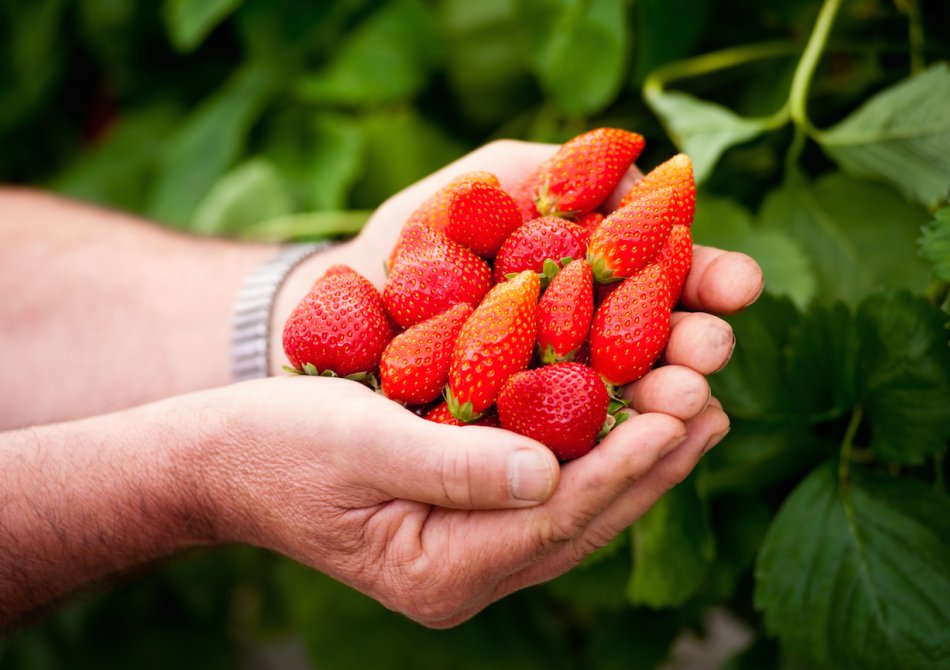 Aardbei ‘Gariguette'