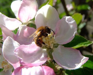 Bij op bloem