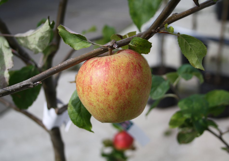 Apple 'Rubinstar'