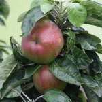 Appelboom 'McIntosh'