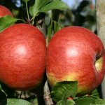 Appelboom 'Topaz'