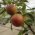 Appelboom 'Cox's Orange Pippin'