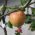 Apple tree 'Rubinstar'