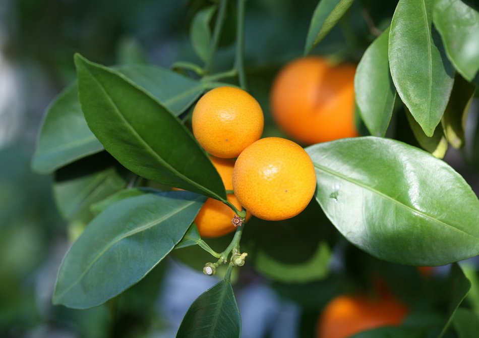 Calamondin