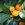 Calamondin