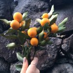 Kumquat 'Fukushu'