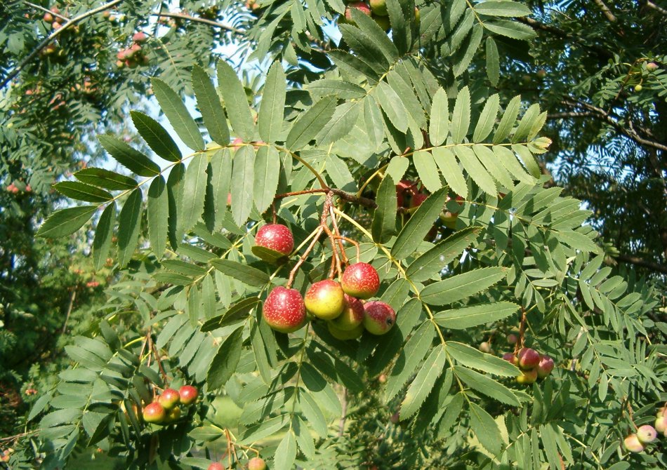 Pear shaped serviceberry