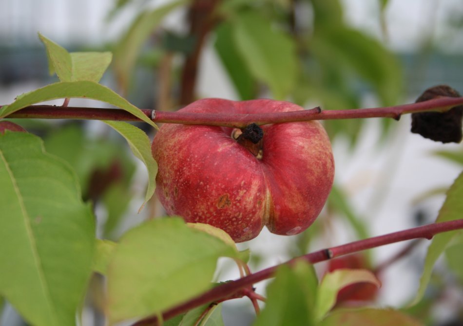 Donut nectarine 'Flateryna'