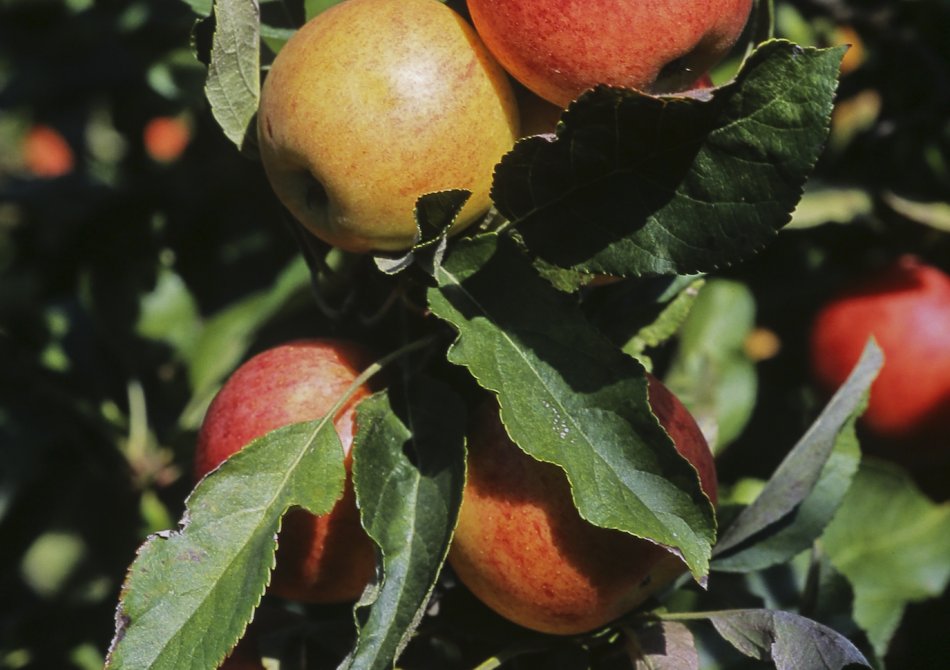 Columnar apple 'Polka'