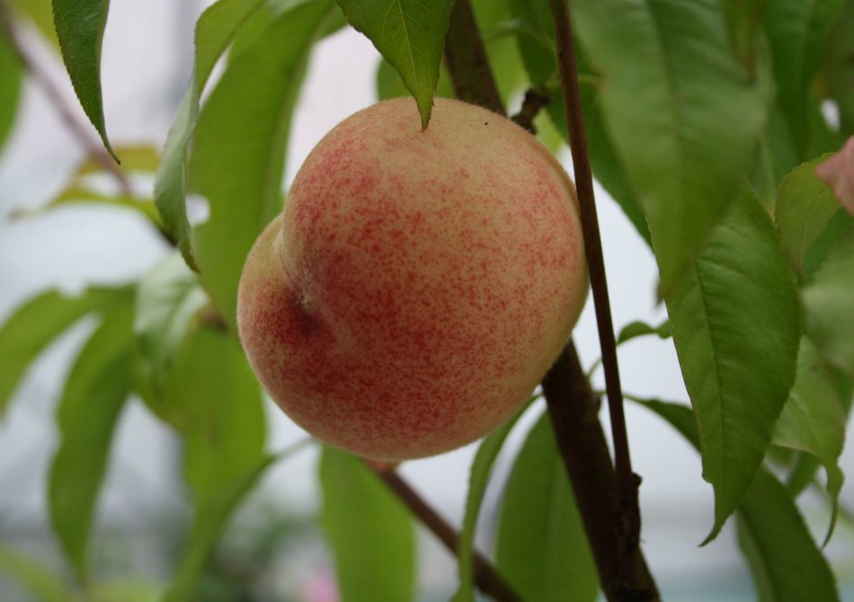 Nectarine 'Red Gold'