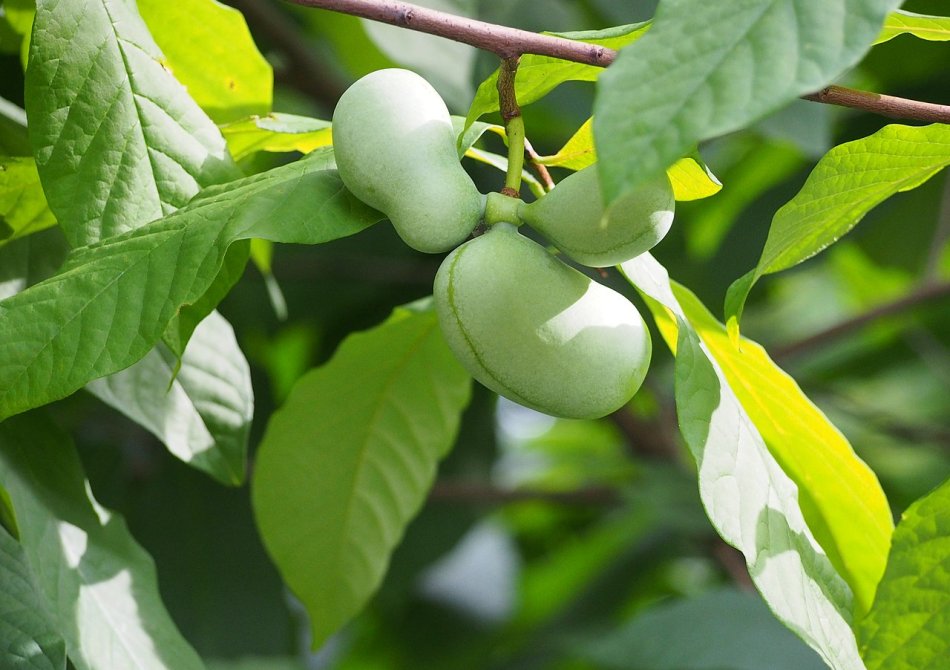 Pawpaw 'Sunflower