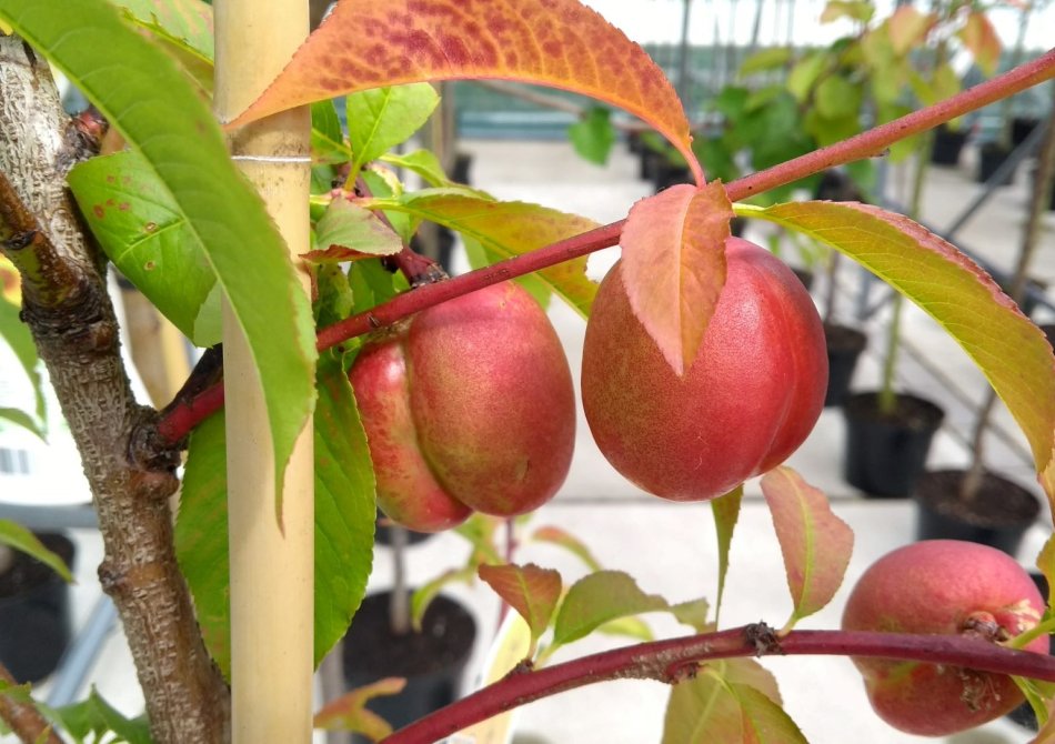 Nectarine 'Madame Blanchet'