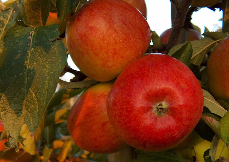 Appel 'Braeburn'