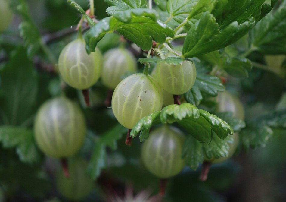 Kruisbes 'Mucurines'