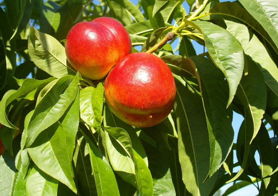 Nectarine 'Fantasia'