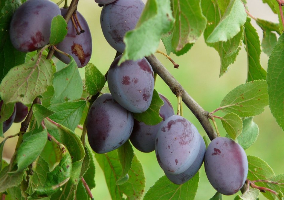 Pruim 'Bleue de Belgique'