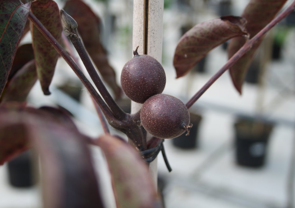 Walnoot 'Purpurea'